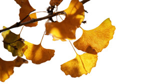Golden Ginkgo Leaf V2 Vinyl Car Decal Sticker – Waterproof & UV-Resistant 5.4
