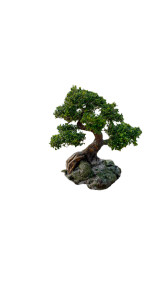 Magical Bonsai Tree Vinyl Car Decal Sticker – Waterproof & UV-Resistant 9.706666666666667"