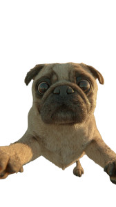 Chubby Pug Selfie V4 Vinyl Car Decal Sticker – Waterproof & UV-Resistant 9.706666666666667"