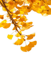 Golden Ginkgo Leaves Vinyl Car Decal Sticker – Waterproof & UV-Resistant 4.4
