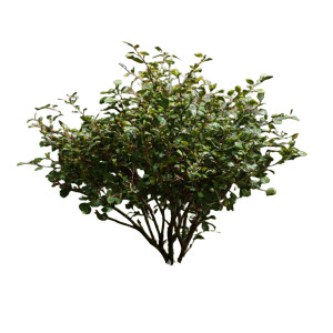 Small Shrub Vinyl Car Decal Sticker – Waterproof & UV-Resistant 6.826666666666667"