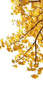 Ginkgo Tree Close-Up Vinyl Car Decal Sticker – Waterproof & UV-Resistant 5.12"