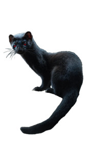 Shadowy Black Weasel Vinyl Car Decal Sticker – Waterproof & UV-Resistant 9.706666666666667"