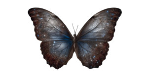 Antarctica Butterfly Vinyl Car Decal Sticker – Waterproof & UV-Resistant 5.4
