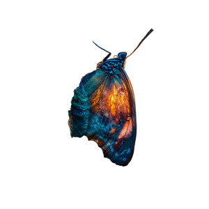 Dawn Butterfly Emergence Vinyl Car Decal Sticker – Waterproof & UV-Resistant 3.4133333333333336" Dawn Butterfly Emergence Vinyl Car Decal Sticker – Waterproof & UV-Resistant 3.4133333333333336"