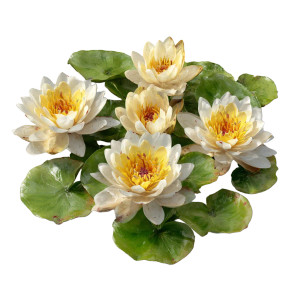 Water Lily Bed Vinyl Car Decal Sticker – Waterproof & UV-Resistant 3.4133333333333336"
