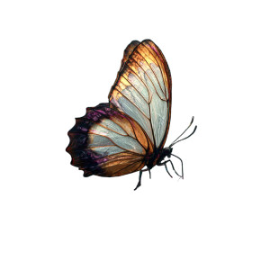 Butterfly V5 Vinyl Car Decal Sticker – Waterproof & UV-Resistant 3.4133333333333336" Butterfly V5 Vinyl Car Decal Sticker – Waterproof & UV-Resistant 3.4133333333333336"