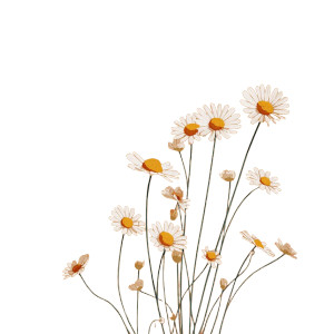 Daisy Hand Drawing Vinyl Car Decal Sticker – Waterproof & UV-Resistant 6.826666666666667"