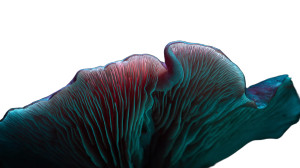 Mushroom Gills Macro Vinyl Car Decal Sticker – Waterproof & UV-Resistant 5.4 Mushroom Gills Macro Vinyl Car Decal Sticker – Waterproof & UV-Resistant 5.4