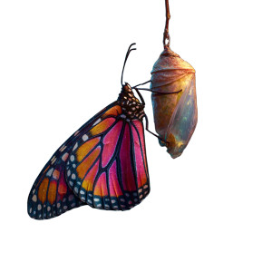 Emerging Butterfly V5 Vinyl Car Decal Sticker – Waterproof & UV-Resistant 6.826666666666667" Emerging Butterfly V5 Vinyl Car Decal Sticker – Waterproof & UV-Resistant 6.826666666666667"