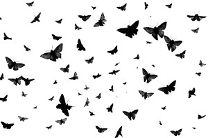 Flying Moths Silhouettes Vinyl Car Decal Sticker – Waterproof & UV-Resistant 2.986666666666667" Flying Moths Silhouettes Vinyl Car Decal Sticker – Waterproof & UV-Resistant 2.986666666666667"