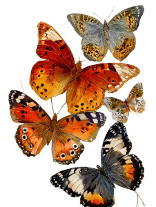 Vibrant Butterflies Composition Vinyl Car Decal Sticker – Waterproof & UV-Resistant 8.213333333333333"