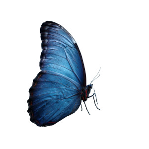 Blue Butterfly Moon Vinyl Car Decal Sticker – Waterproof & UV-Resistant 6.826666666666667"