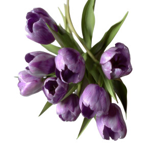 Purple Tulips Bouquet V2 Vinyl Car Decal Sticker – Waterproof & UV-Resistant 3.4133333333333336"
