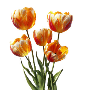 Photorealistic Tulips Vinyl Car Decal Sticker – Waterproof & UV-Resistant 3.4133333333333336" Photorealistic Tulips Vinyl Car Decal Sticker – Waterproof & UV-Resistant 3.4133333333333336"