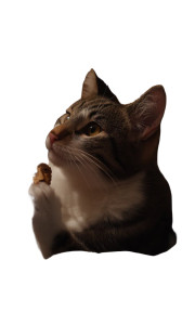 Mouse And Cat Chase Vinyl Car Decal Sticker – Waterproof & UV-Resistant 4.8533333333333335"