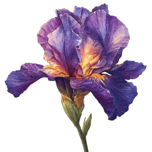 Iris Flower V2 Vinyl Car Decal Sticker – Waterproof & UV-Resistant 3.4133333333333336" Iris Flower V2 Vinyl Car Decal Sticker – Waterproof & UV-Resistant 3.4133333333333336"