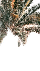 Diriyah Date Palms Vinyl Car Decal Sticker – Waterproof & UV-Resistant 9.706666666666667"
