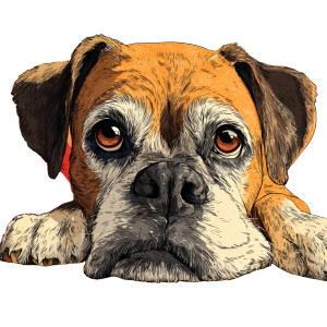 Senior Boxer Dog Vinyl Car Decal Sticker – Waterproof & UV-Resistant 3.4133333333333336" Senior Boxer Dog Vinyl Car Decal Sticker – Waterproof & UV-Resistant 3.4133333333333336"