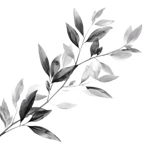 Delicate Olive Branch Vinyl Car Decal Sticker – Waterproof & UV-Resistant 3.4133333333333336" Delicate Olive Branch Vinyl Car Decal Sticker – Waterproof & UV-Resistant 3.4133333333333336"