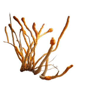 Cordyceps Sinensis Closeup Vinyl Car Decal Sticker – Waterproof & UV-Resistant 6.826666666666667"