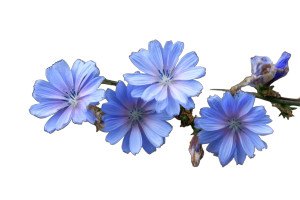 Chicory Flowers Vinyl Car Decal Sticker – Waterproof & UV-Resistant 5.97333333333333