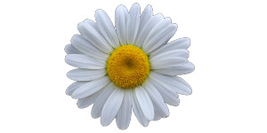 Symmetrical Daisy Bloom Vinyl Car Decal Sticker – Waterproof & UV-Resistant 5.12"
