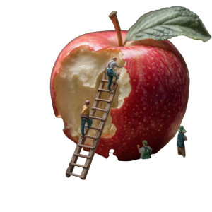 Giant Apple Gathering Vinyl Car Decal Sticker – Waterproof & UV-Resistant 3.4133333333333336"