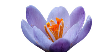 Blooming Purple Crocus Vinyl Car Decal Sticker – Waterproof & UV-Resistant 2.72"