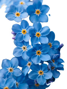 Forget-Me-Not Flowers Vinyl Car Decal Sticker – Waterproof & UV-Resistant 8.213333333333333"