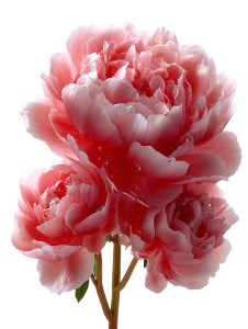 Peony Vinyl Car Decal Sticker – Waterproof & UV-Resistant 8.213333333333333" Peony Vinyl Car Decal Sticker – Waterproof & UV-Resistant 8.213333333333333"