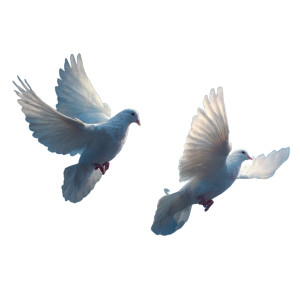 Heavenly Doves Vinyl Car Decal Sticker – Waterproof & UV-Resistant 3.4133333333333336"