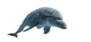 Huge Mystical Dolphin Vinyl Car Decal Sticker – Waterproof & UV-Resistant 2.506666666666667"
