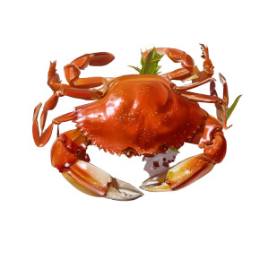 Delicious Crab Plate Vinyl Car Decal Sticker – Waterproof & UV-Resistant 3.4133333333333336" Delicious Crab Plate Vinyl Car Decal Sticker – Waterproof & UV-Resistant 3.4133333333333336"