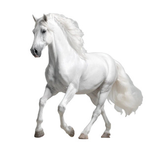 Beautiful Horse V2 Vinyl Car Decal Sticker – Waterproof & UV-Resistant 6.826666666666667"