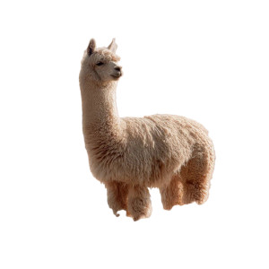 Alpaca On Clouds Vinyl Car Decal Sticker – Waterproof & UV-Resistant 3.4133333333333336"