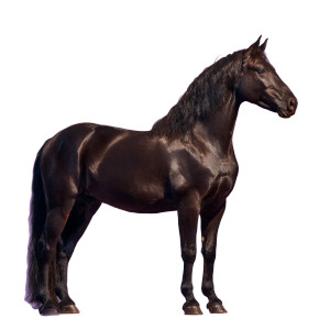 Dark Brown Horse V2 Vinyl Car Decal Sticker – Waterproof & UV-Resistant 3.4133333333333336"