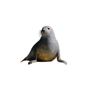 Whimsical Circus Seal Vinyl Car Decal Sticker – Waterproof & UV-Resistant 6.826666666666667"