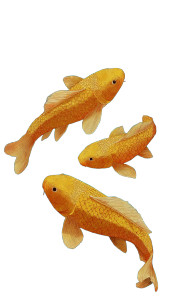 Swimming Carp Illustration Vinyl Car Decal Sticker – Waterproof & UV-Resistant 4.8533333333333335"