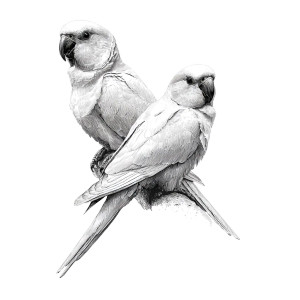 Ring Necked Parakeets Vinyl Car Decal Sticker – Waterproof & UV-Resistant 3.4133333333333336"