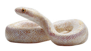 Sun Snake Vinyl Car Decal Sticker – Waterproof & UV-Resistant 5.4