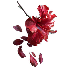 Red Hibiscus Flower Vinyl Car Decal Sticker – Waterproof & UV-Resistant 3.4133333333333336" Red Hibiscus Flower Vinyl Car Decal Sticker – Waterproof & UV-Resistant 3.4133333333333336"
