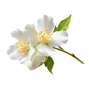 Jasmin Flower Vinyl Car Decal Sticker – Waterproof & UV-Resistant 3.4133333333333336" Jasmin Flower Vinyl Car Decal Sticker – Waterproof & UV-Resistant 3.4133333333333336"