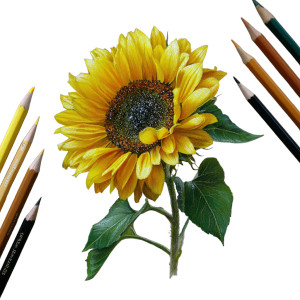 Bright Sunflower V2 Vinyl Car Decal Sticker – Waterproof & UV-Resistant 3.4133333333333336" Bright Sunflower V2 Vinyl Car Decal Sticker – Waterproof & UV-Resistant 3.4133333333333336"