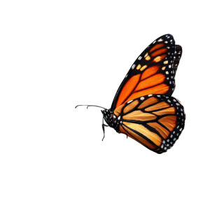 Monarch Butterfly Serenity Vinyl Car Decal Sticker – Waterproof & UV-Resistant 6.826666666666667"