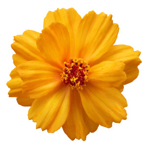 Yellow Flower V2 Vinyl Car Decal Sticker – Waterproof & UV-Resistant 6.826666666666667"