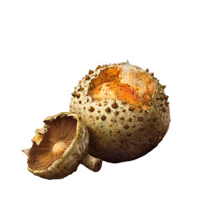 Fantasy Puffball Mushroom Vinyl Car Decal Sticker – Waterproof & UV-Resistant 3.4133333333333336"