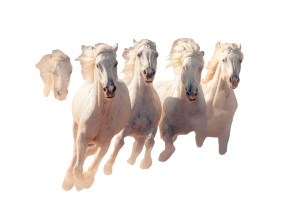 White Horses Running V3 Vinyl Car Decal Sticker – Waterproof & UV-Resistant 3.0933333333333333"