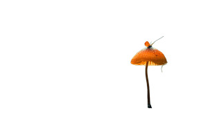 Mystical Mushroom V2 Vinyl Car Decal Sticker – Waterproof & UV-Resistant 5.4