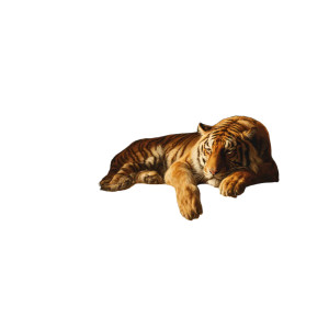 Majestic Siberian Tiger V5 Vinyl Car Decal Sticker – Waterproof & UV-Resistant 3.4133333333333336"